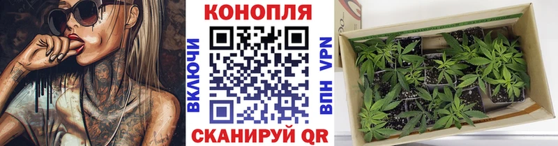 закладки Гудермес Бошки Шишки гибрид